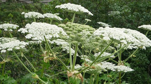 Giant hogweed. Photo courtesy invadingspecies.com