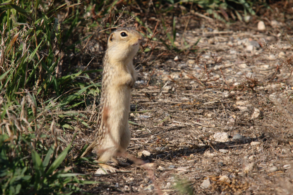 gopher-control