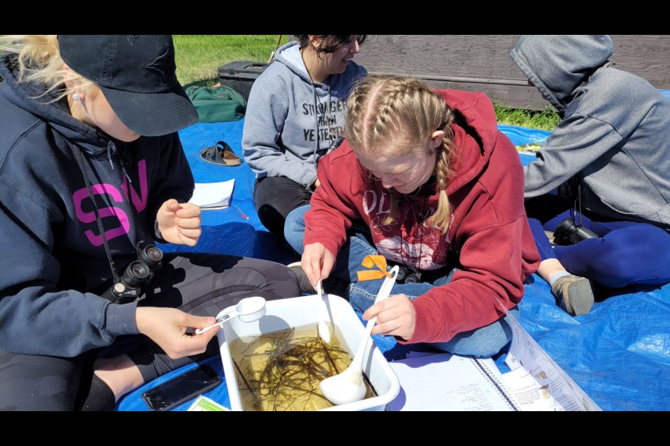 Grade 11 and 12 students pick out and identify macro invertebrates from a sample of pondwater