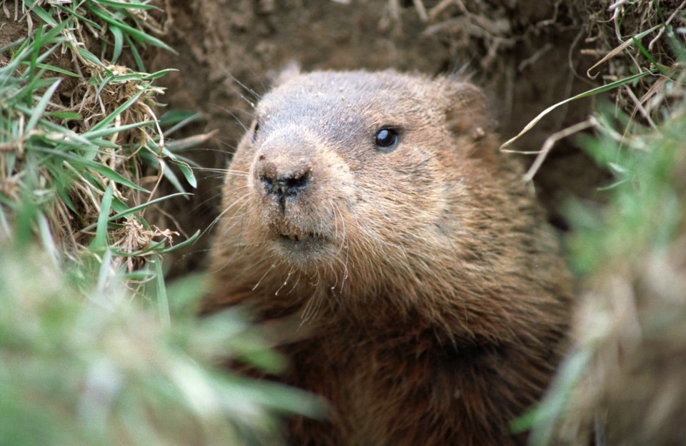 groundhog-day