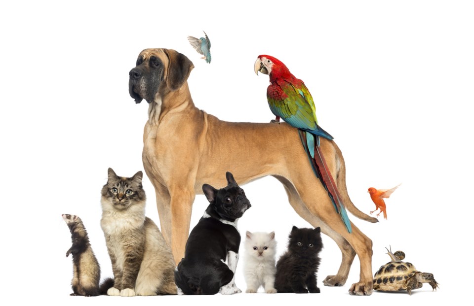 group of pets stock