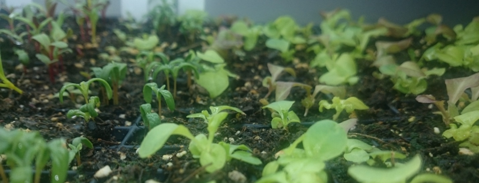 growing-garden-seedlings