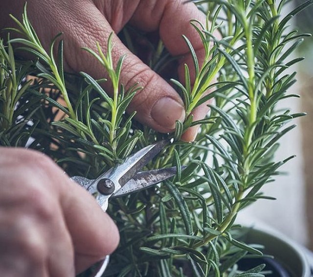 herb-cutting