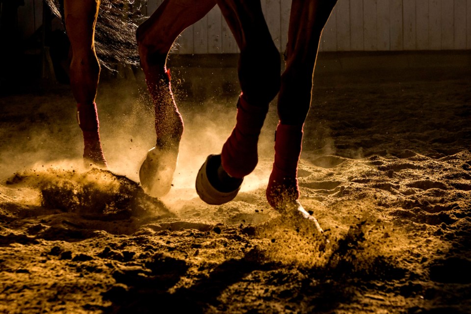 horse running shutterstock