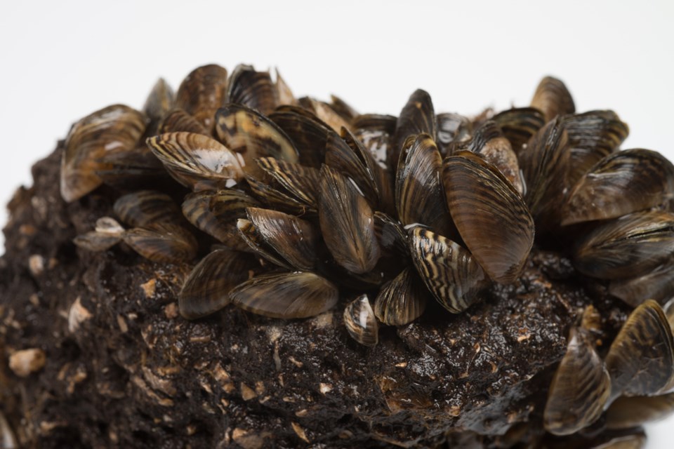 invasive zebra mussels stock