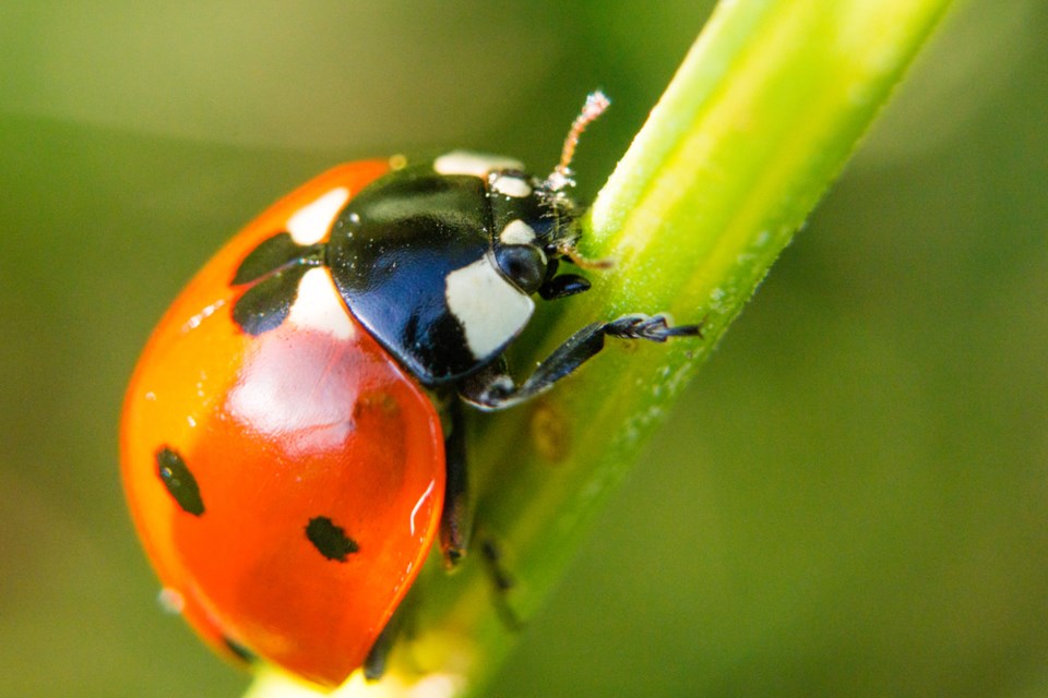 ladybug shutterstock