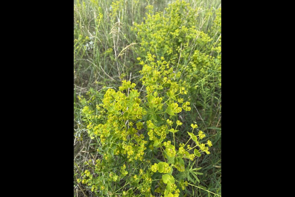 Leafy spurge might look harmless, but it is actually an invasive species that should be eliminated since it harms native plants. Photo courtesy MJRWS