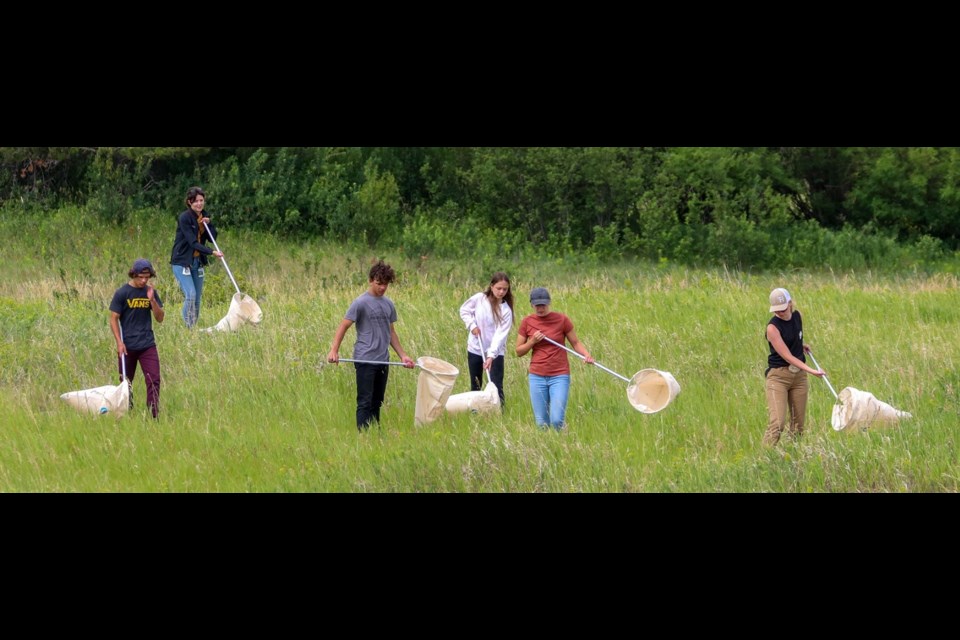 Led by an employee with the the Moose Jaw River Watershed Stewards, a group of teens helps collect leafy spurge beetles at the Besant Campground in 2021. Photo courtesy MJRWS