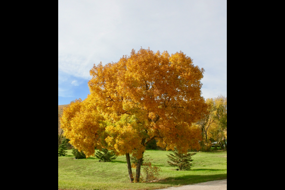 Lone Tree / Ron Walter