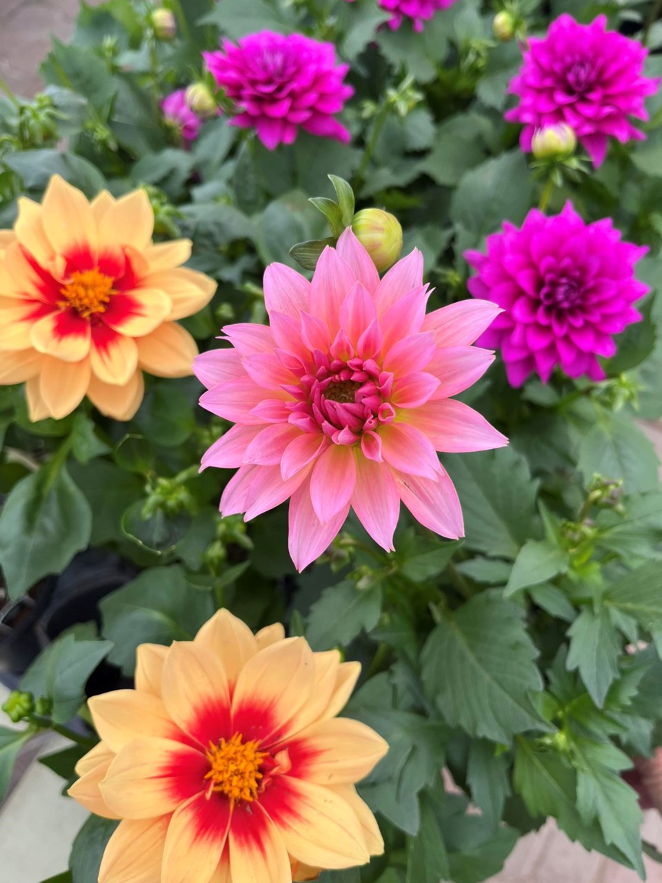 keon-dahlias