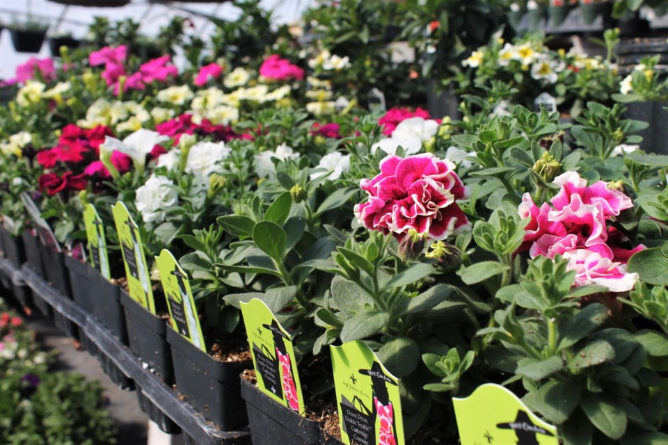 Windmill Greenhouses, just like the other greenhouses in Moose Jaw, is ready with every kind of flower that customers might be looking for this year — annuals, perennials, you name it.