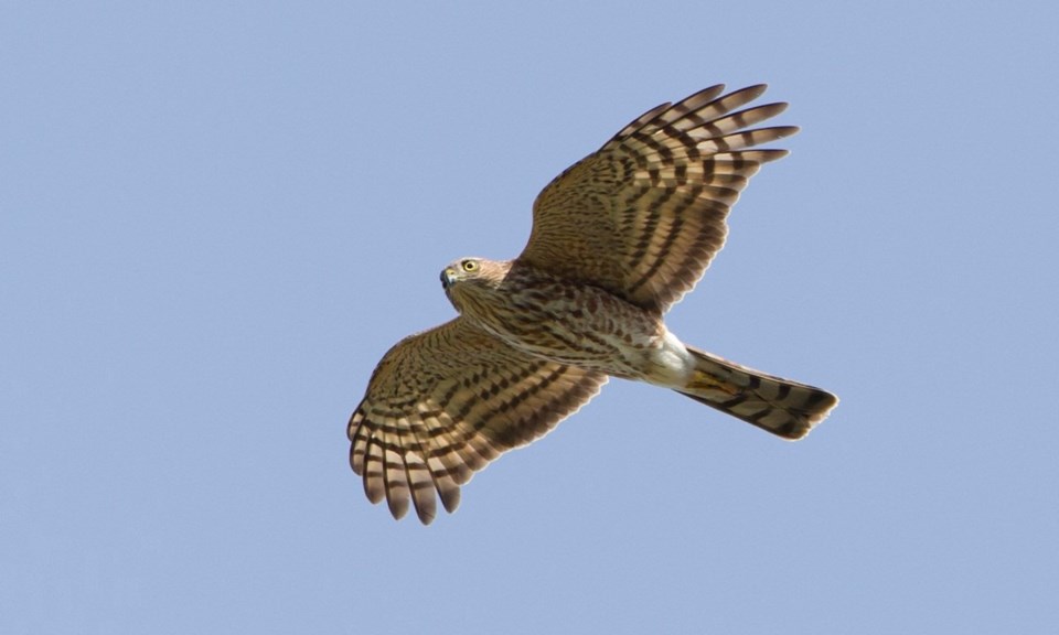 nature-moose-jaw-falcon