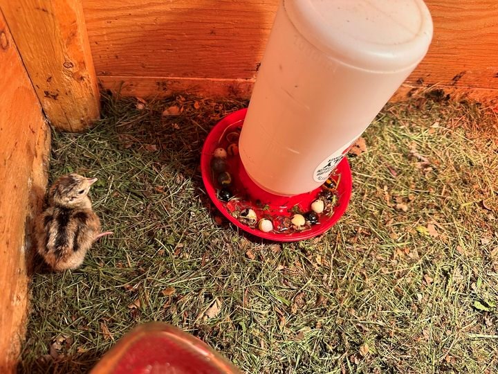 The first chick to hatch in the 2024 Pheasants in the Schools season awaits the arrival of his brothers and sisters.