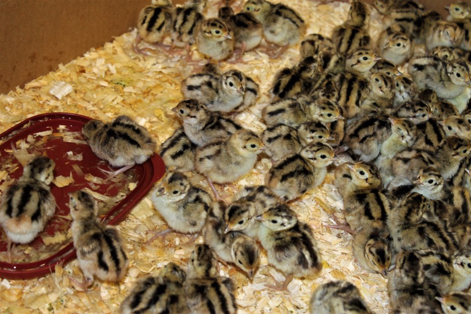 mjwf_pheasants