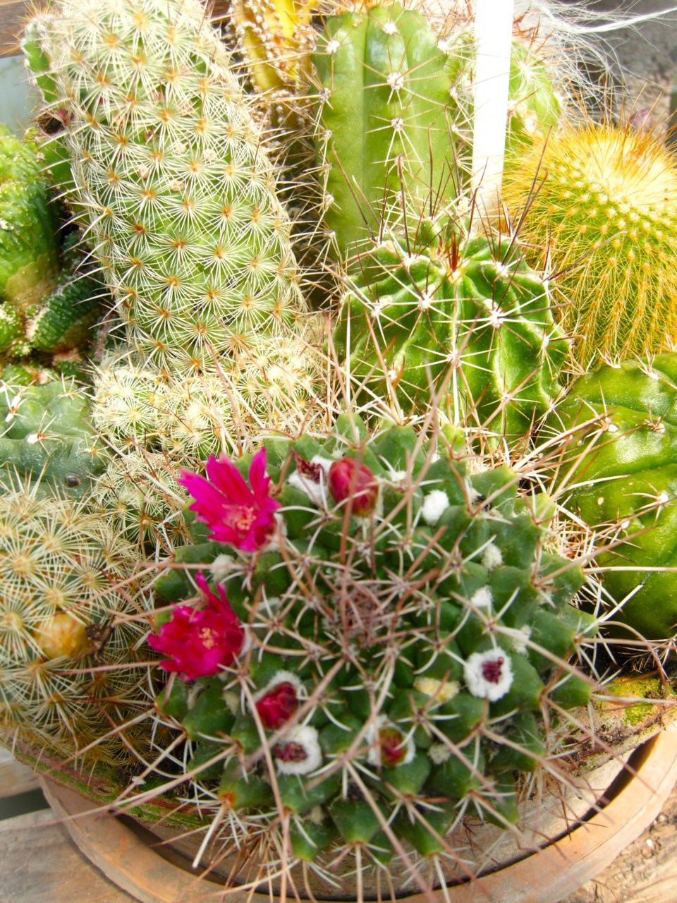 more-cacti-in-bloom1