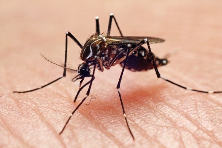 mosquito on skin getty images