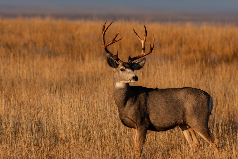 mule-deer-stock