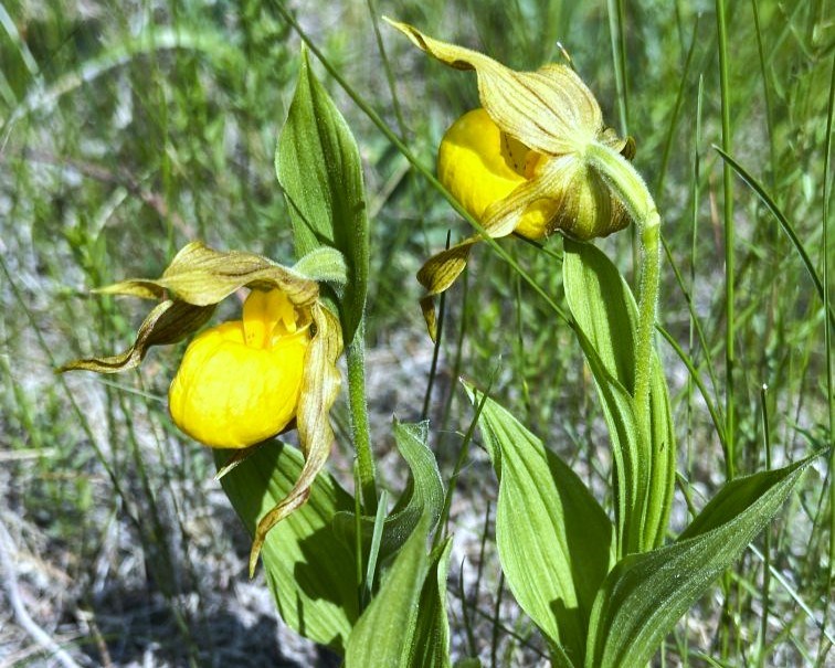 lady-slippers
