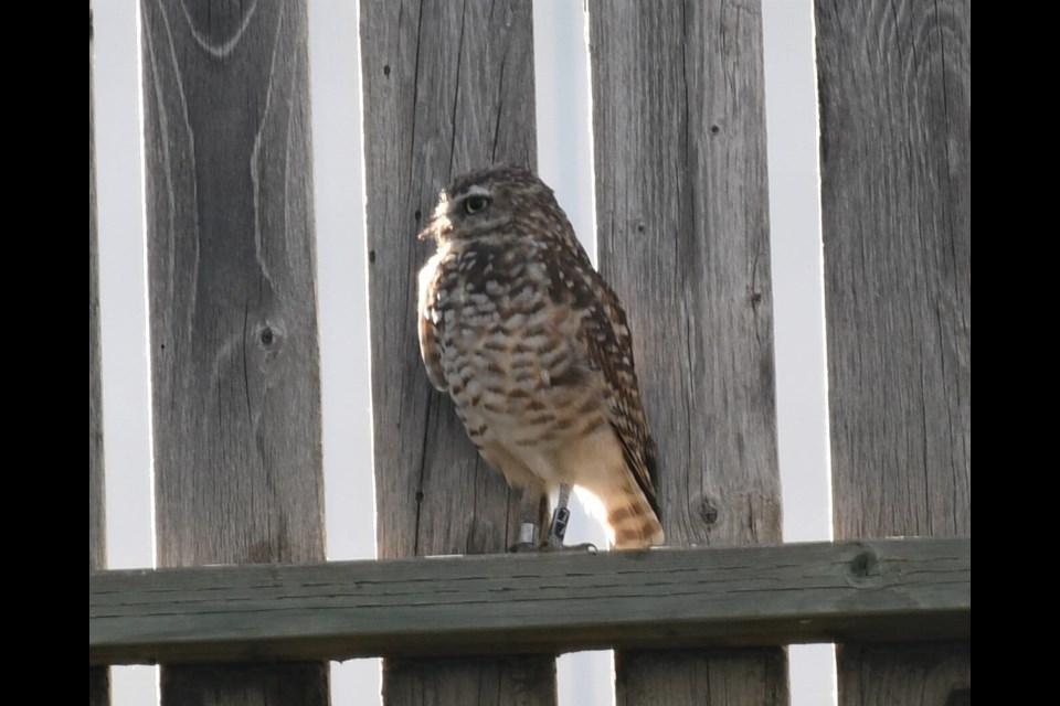 The two new juvenile male burrowing owls in Moose Jaw.