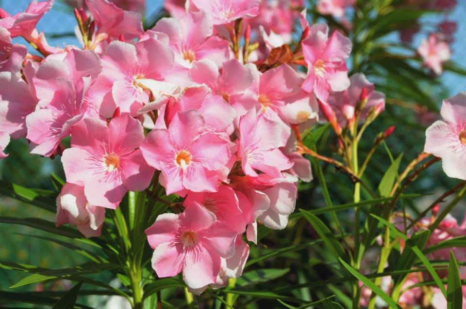 oleander