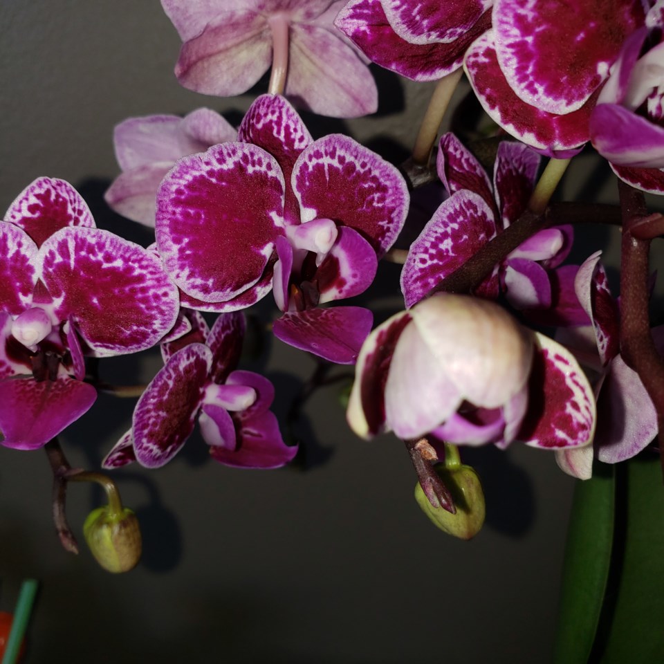 orchid-2