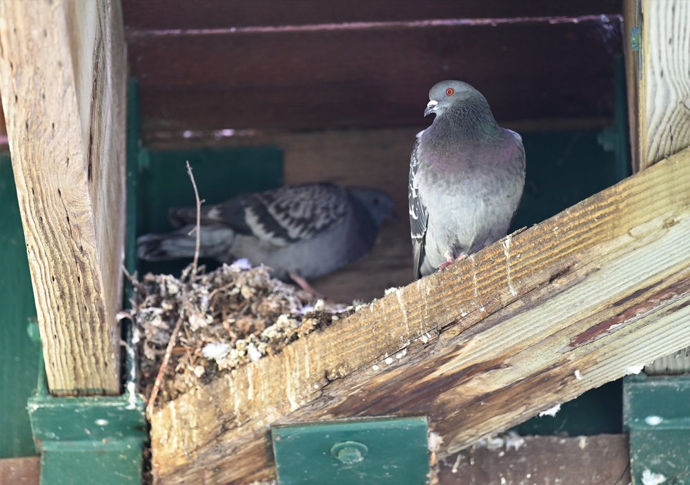 All Your Pigeon Nest or Nesting and Feeding Habits Answered