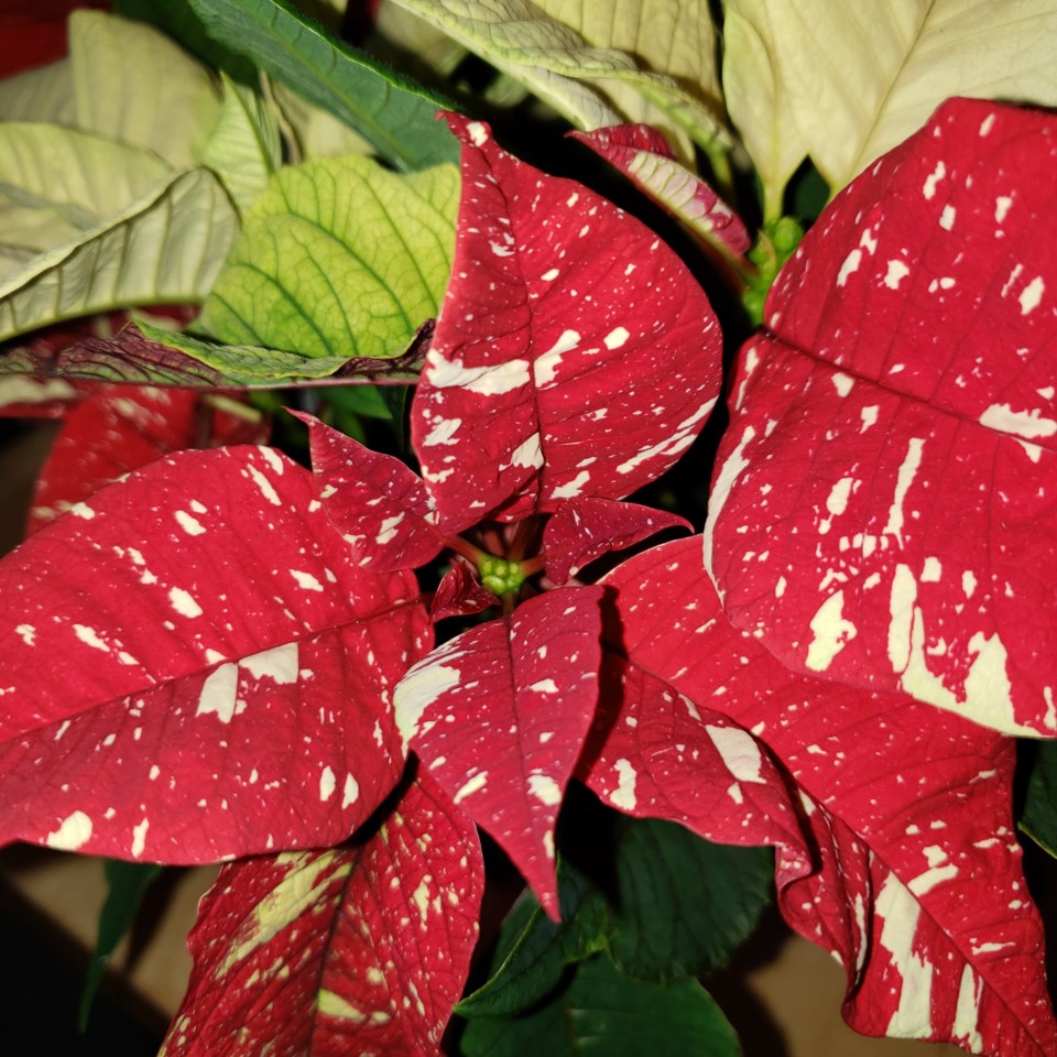 poinsettia-candycane