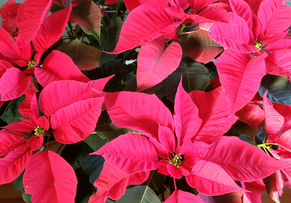 poinsettia