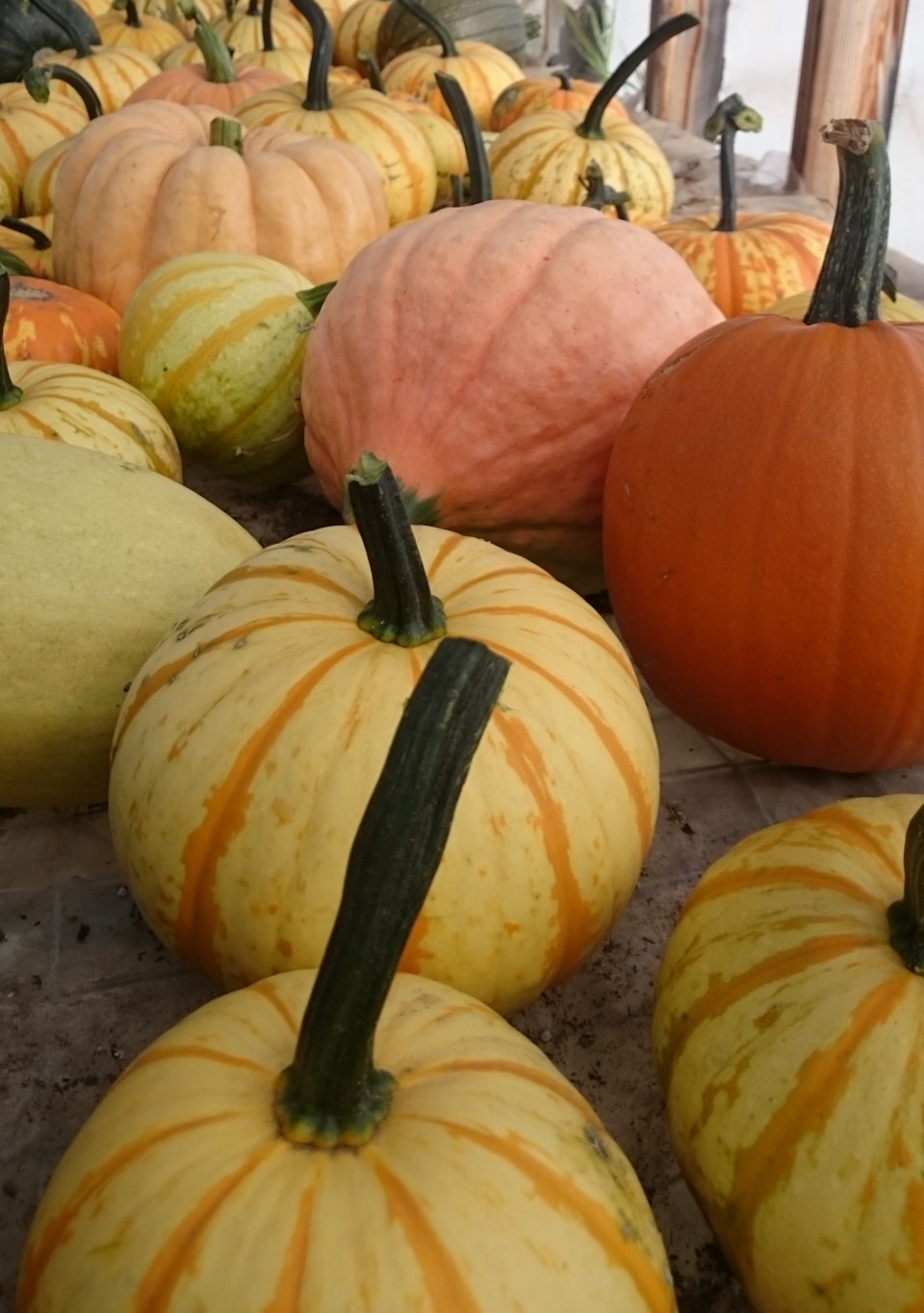 pumpkin-and-squash
