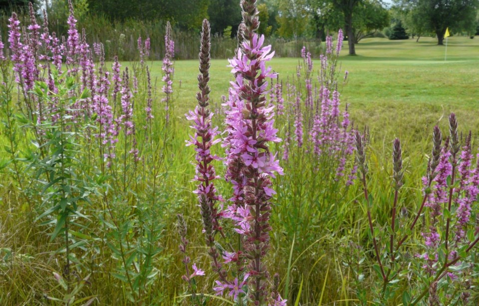 Purple loosestrife pic