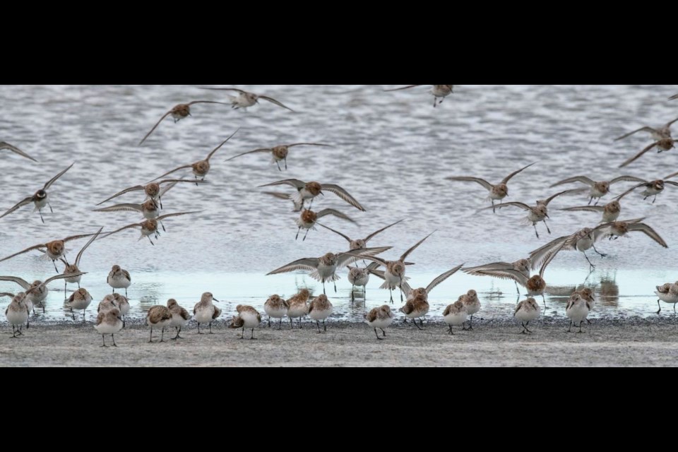 Sanderlings at Mackie Ranch