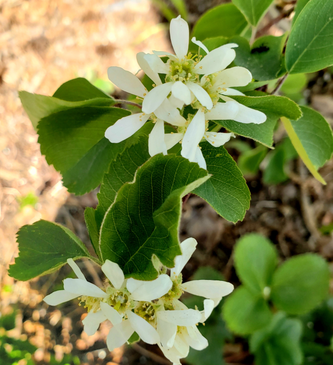 saskatoon-blooms