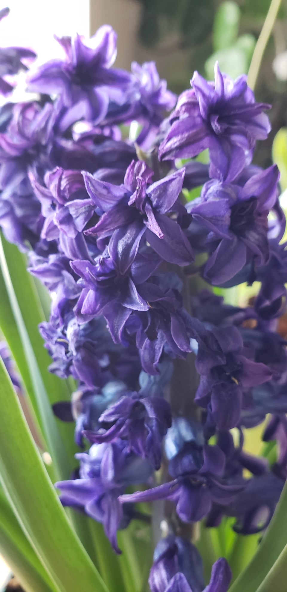 spring-flowers