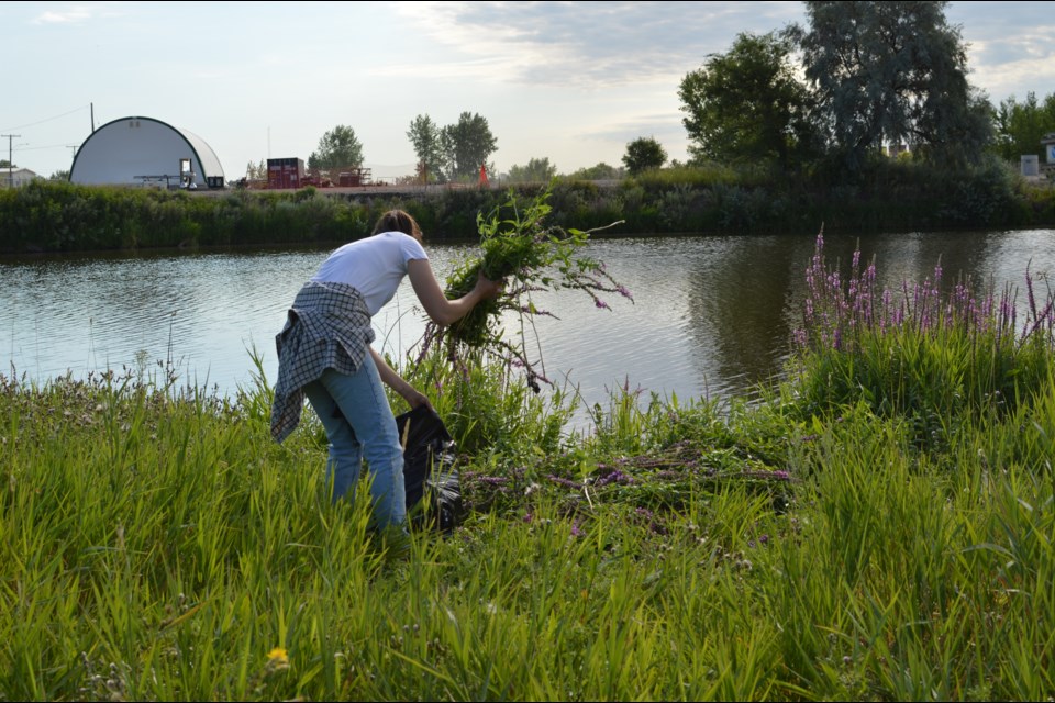 Stephanie Huel collecting the Purple Loosestrife and bagging it