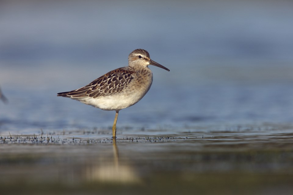 stilt sandpiper shutterstock