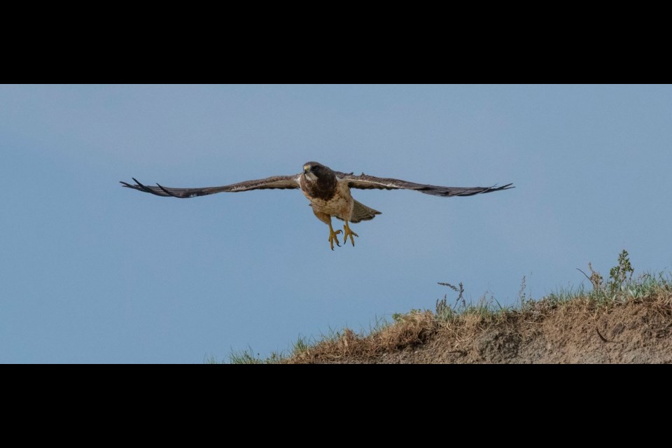 Swainson's Hawk at Mackie Ranch