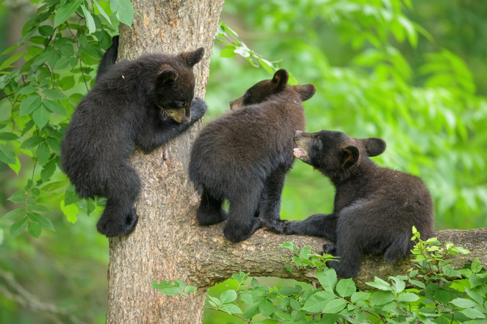 three-young-black-bear-cubs-play-in-a-tree-jared-lloydmomentgetty-images