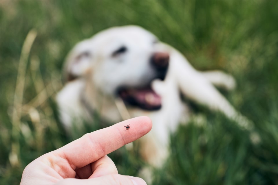 tick with dog