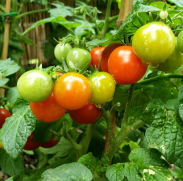 tomatoes