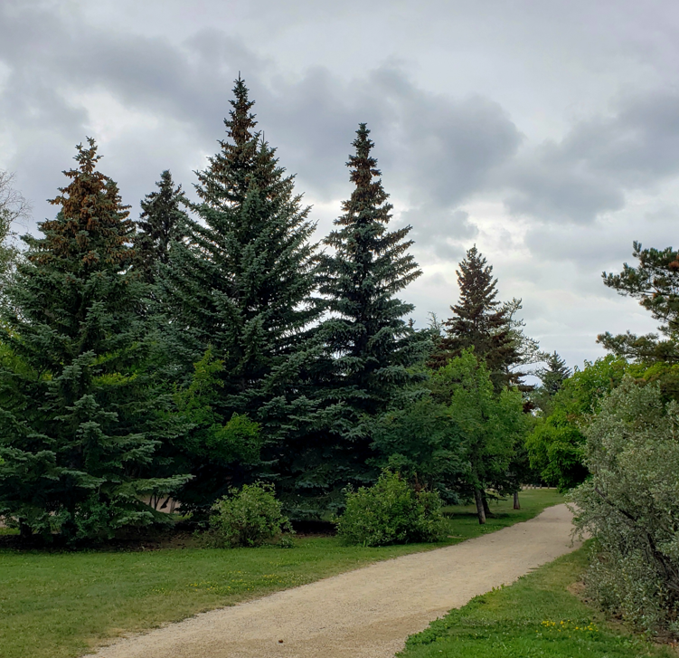 trees-along-pathway
