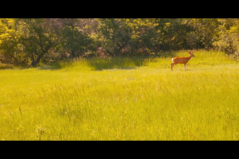 animals in urban setting