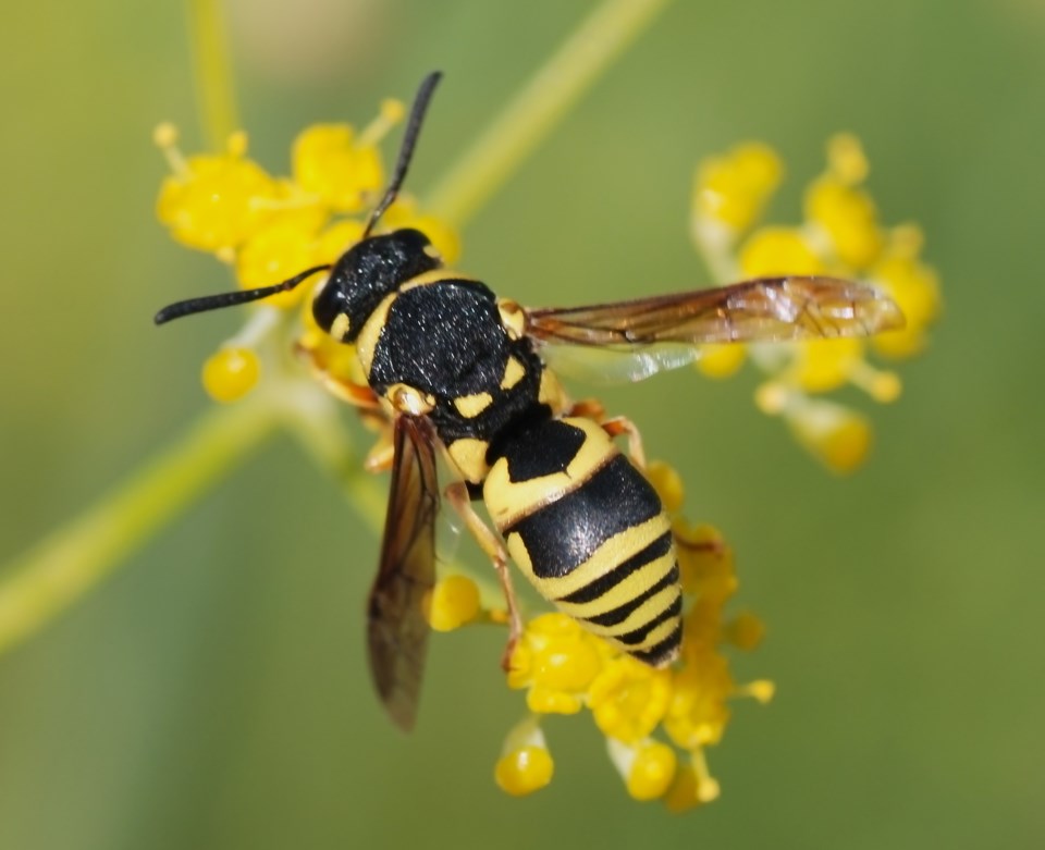 wasp