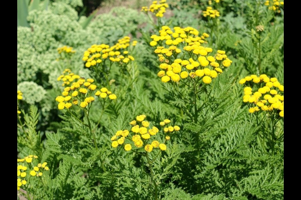 Common tansy. Photo courtesy Facebook