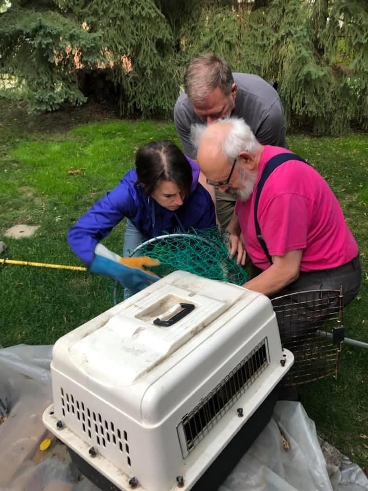 wildlife rehab society volunteers