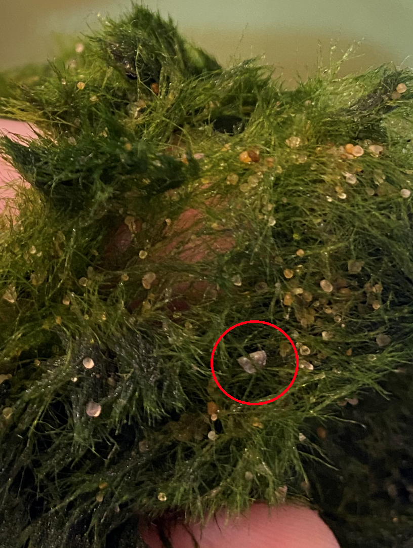 Zebra Mussels Moss