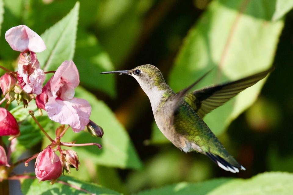 A hummingbird was captured by Rachel Petroschuk with the camera club and was one of the shots featured in the opening night’s slideshow.