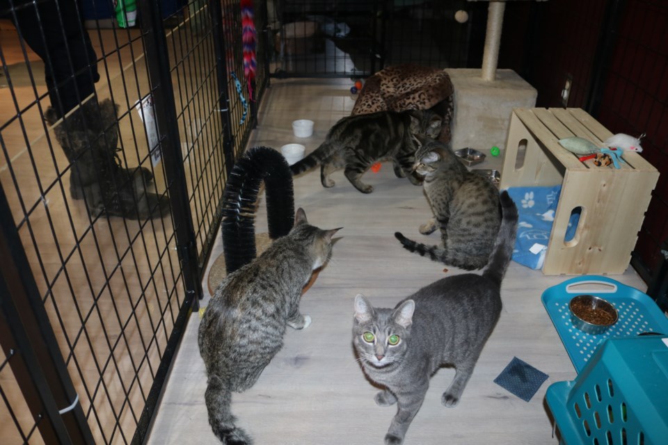 Adoptable cats Hickory, Tiger, Tigress and Tiglet wander their pens at the SCRAPS store at Town 'n' Country Mall on Thursday. Photo by Shawn Slaght