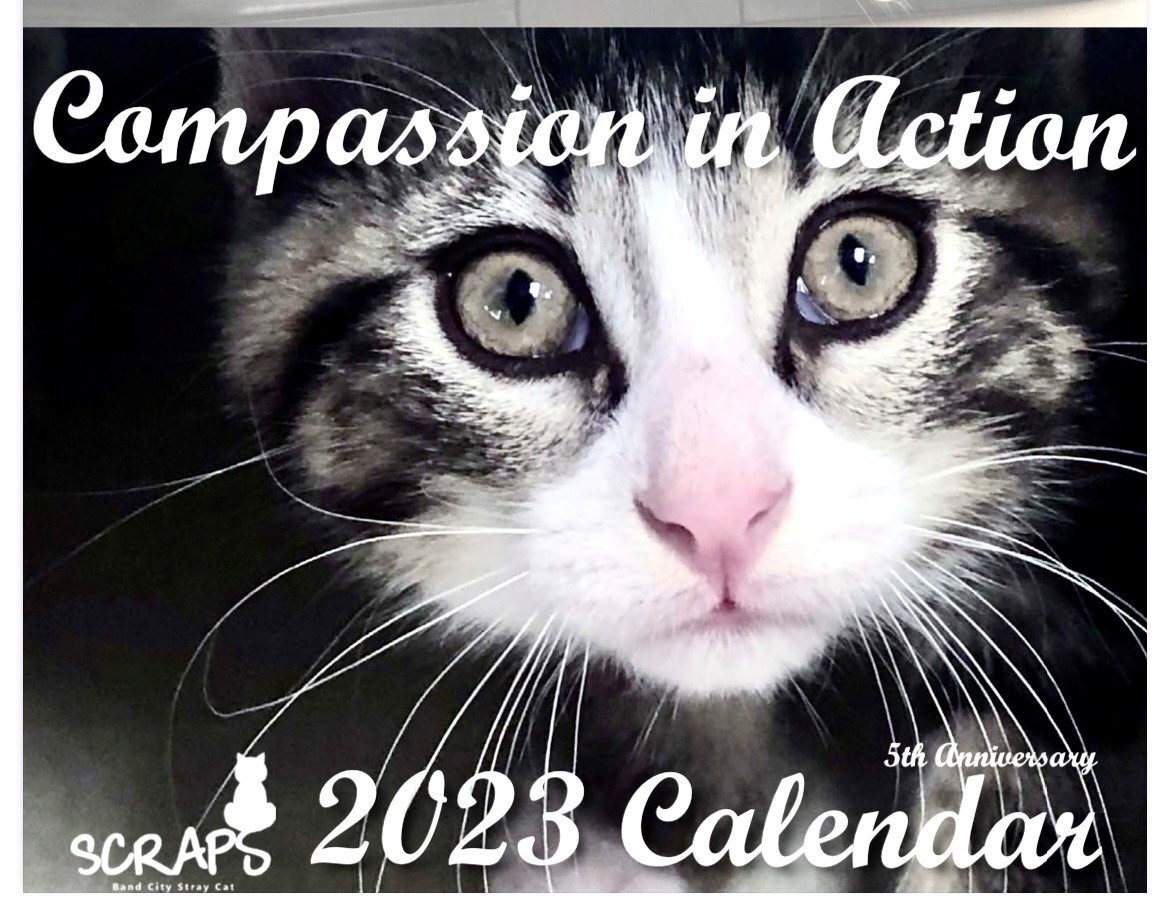 Stray Cat Rescue and Protection Society selling catfilled holiday