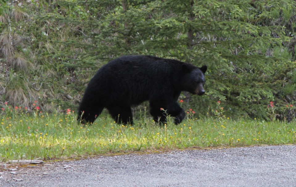 Be Bear Aware