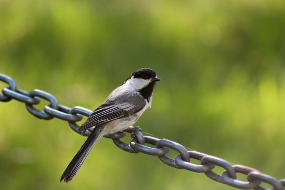 chickadee file photo